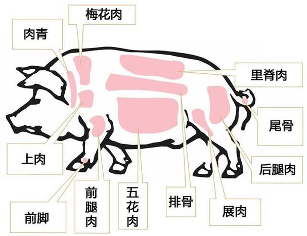 猪身上的这些肉你都认识吗每块肉做一道菜你会做什么菜